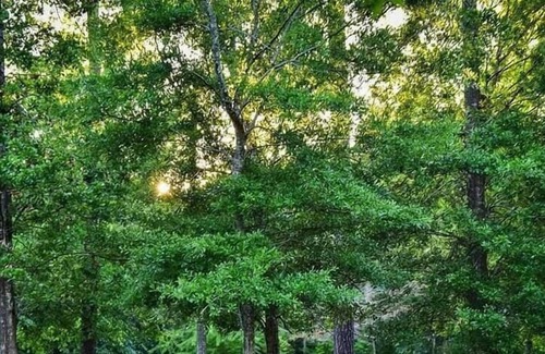Mandeville RV Rental | Tentrr State Park Site - Louisiana Fontainebleau State Park - Teepee Field B -