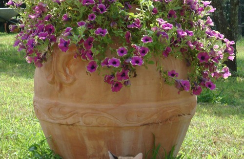 Marliana House | The barn of Penelope - Typical Tuscan farmhouse surrounded by greenery