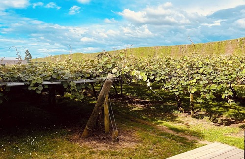Tauranga Cabin | The Little Getaway - a night in the vines.