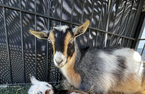 Marana Apartment | Thee One with the GOATS🐓🐓🦆🦆