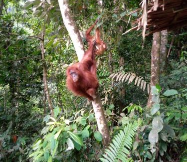 Bukit Lawang House | Tiga dara guest house jungle trekking