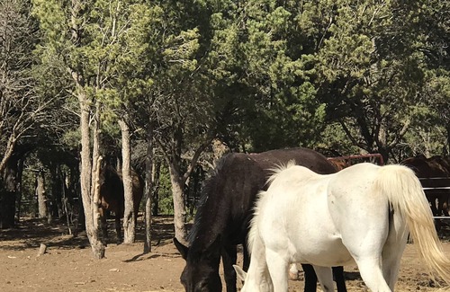 Montrose RV Rental | UPMARKET CAMPSITE with San Juan Mt. Panoramic, Spectacular Views!