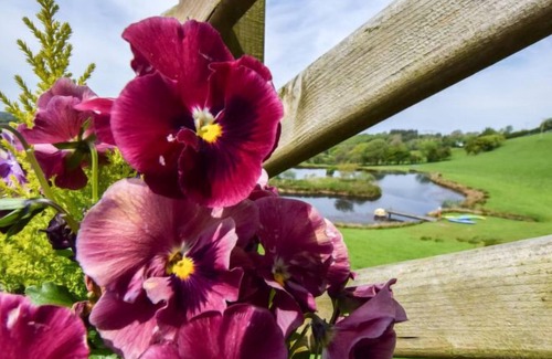 Lampeter House | Vacation home Cwm Derw in New Quay - 4 persons, 3 bedrooms