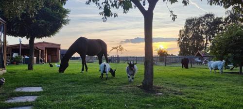 Lanaken House | Vacation on the farm