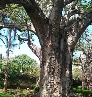 Malindi Villa | Villa con baobab e piscina