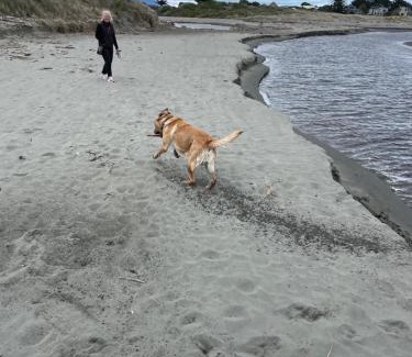 Waikanae House | Waikanae Olde Beach Palm Cottage 2 min to Beach