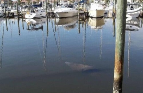 Burnt Store Marina Condo | Watch the manatees from your lanai while drinking your morning coffee and relax.