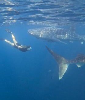 Sumbawa Boat Rental | Whaleshark open trip