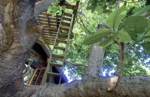 Isla de Utila House | What Would You Dream, Sleeping In A Tree? Utila's Only Treehouse