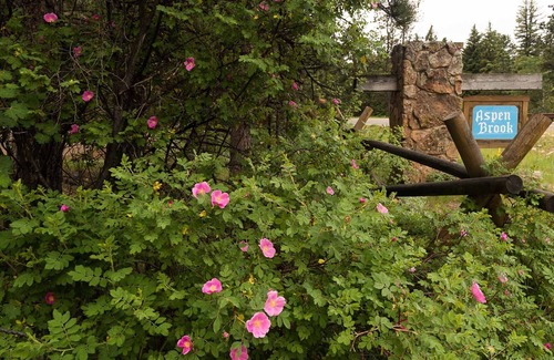 Aspen Brook House | Wonderful Cabin - Walk to RMNP & YMCA located in Beautiful Aspen Brook!