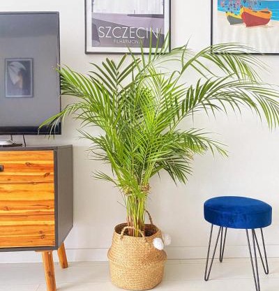 Apartament MONSTERA