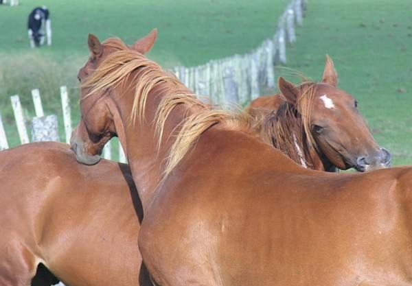 Estancia Hosteria El Ceibo