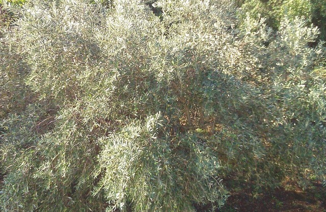 Farm Georgia , Your Chance to discover Ionian beauty !!!!