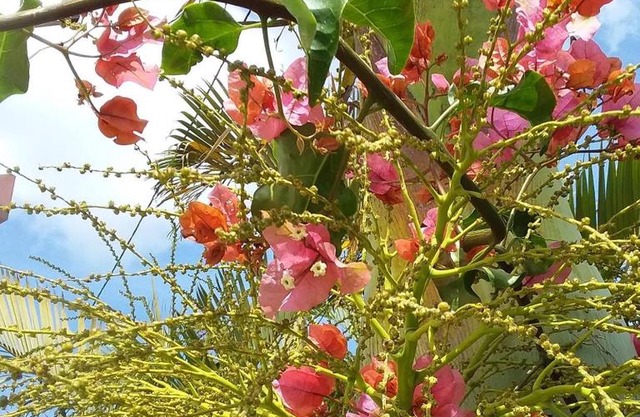 Le bougainvillier rose