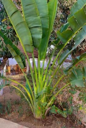 Le jardin de Adja