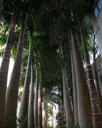 Lush Air Bnbs in Karen