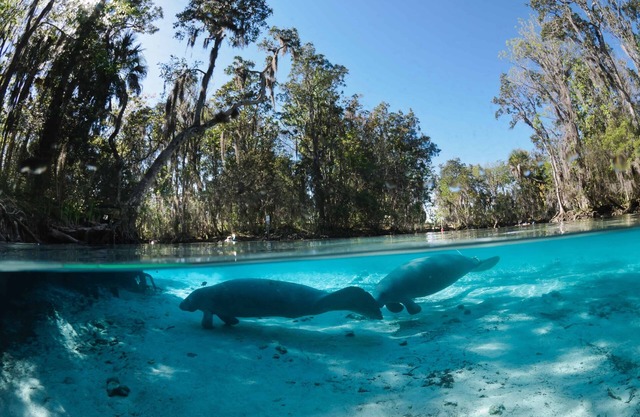 Manatee Memories Waterfront Pool Home Kayak, Boat Slip, Sleeps 14, Crystal River