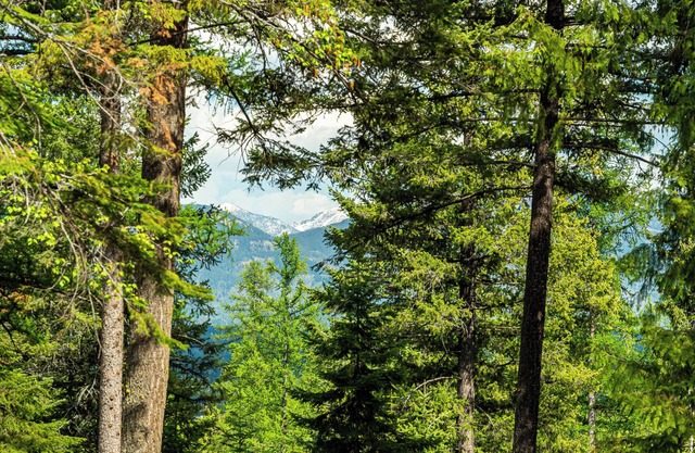 New listing! Beautiful Whitefish property