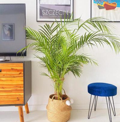 Dziwnowek Apartment | Apartament MONSTERA