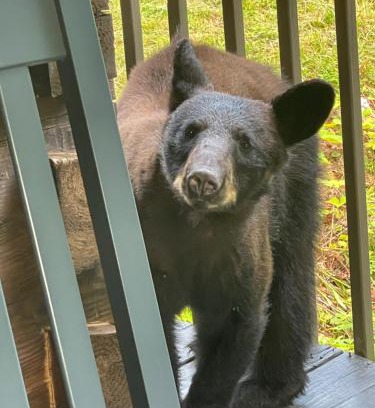 Chalet Village Ski Chalet | Bears Among Us
