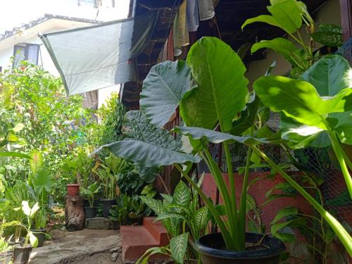 Alappuzha House | Blues