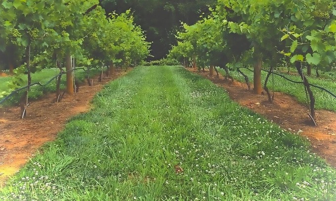 Ellijay Cabin | Buckley Vineyard Cabin with Tumbling Waters sleeps 2