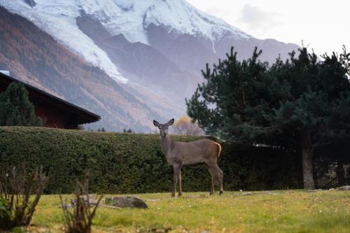 Les Praz-de-Chamonix Apartment | Chalet la Pagode, vue Mont-Blanc et jardin privé