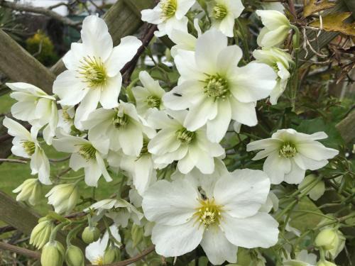Cheltenham House | Clematis House Gloucester Road