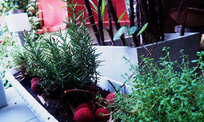 Huay Kaew House | Egg Colony