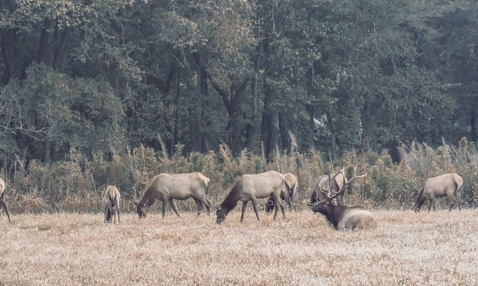 Ponca House | Elk View Cabin in Boxley Valley - 5 min to the Buffalo River!