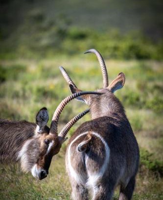 Brandwag Hotel | Garden Route Safari Camp