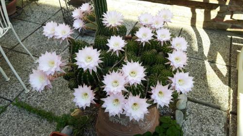 Ravenna Bed & Breakfast | Il Giardino Roccioso