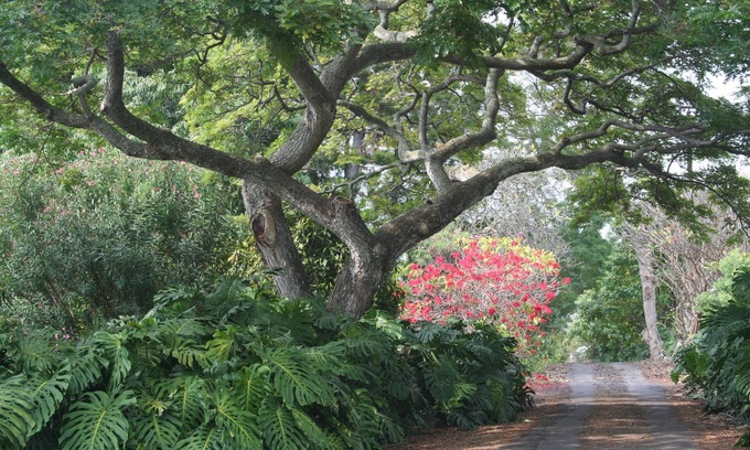 Kahaluu-Keauhou House | Kona Retreat 2.7 Secluded Acres - Close to Old Hawaii, Beach & Shopping!