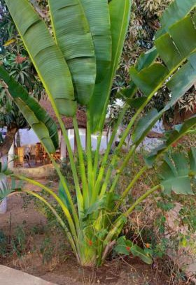 La Somone House | Le jardin de Adja