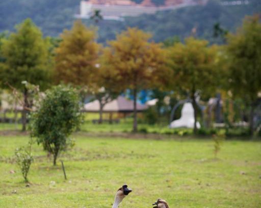 Dongshan House | Meihua Lake Leisure Farm