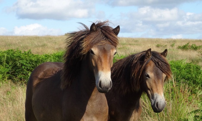 Withypool Bed & Breakfast | Mole End charming bed and breakfast on the Two Moors Way walking route