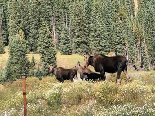 Breckenridge House | Mountain Views near hiking trails and ski slopes