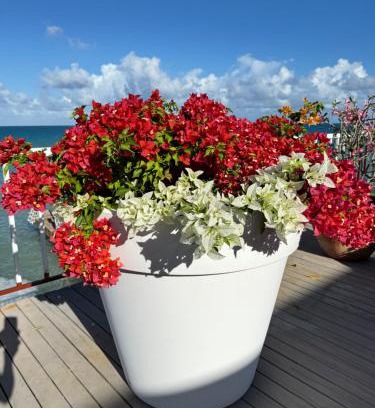 Dickenson Bay Villa | Ocean Garden Studio I