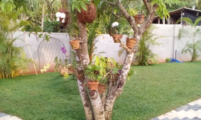 Bentota Bed & Breakfast | Orchid Dream