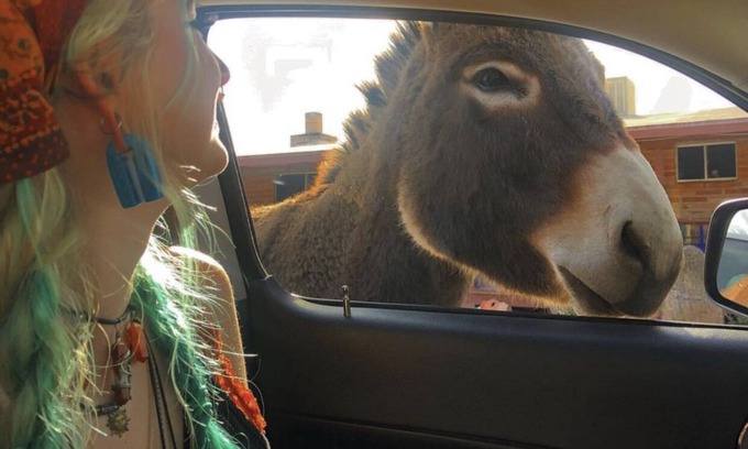 Pomerene House | Ranchito Paraiso: Pet-friendly Oasis in the Desert