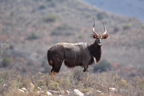 Kannaland House | Riverstone Game Farm