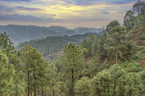 Dharampur Apartment | Suffer Heights Kasauli I Vacations I Family Groups & Events I Forest Treks I Memories Toy Train View I Serviced Apartments I Kasauli By Exotic Stays