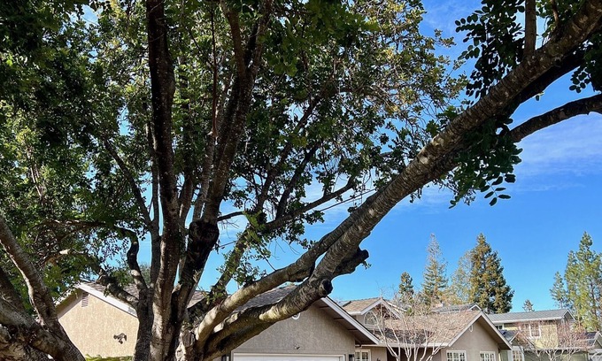 North Los Altos House | Summer Rental in Prime North Los Altos Location