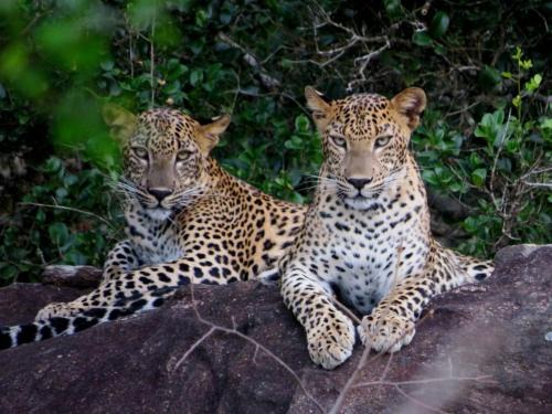 Dambulla House | Yala Safari Rest