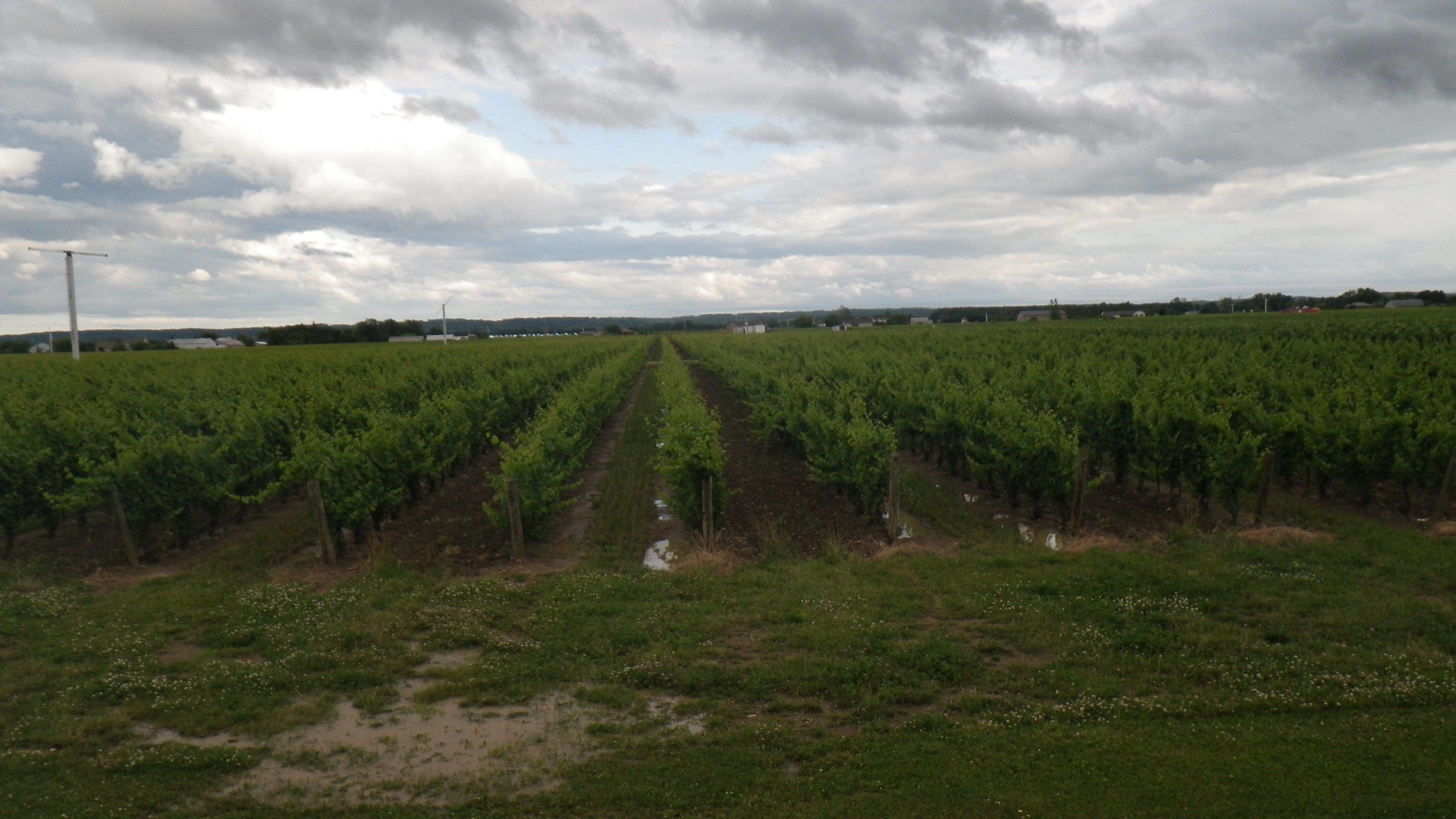 Photo of Others in Niagara-on-the-Lake