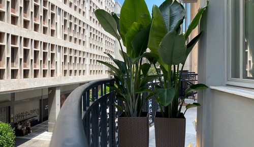 Nobles Executive with Balcony