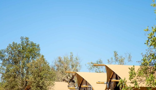 Basic Tent