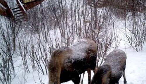 Moose Caboose Upstairs