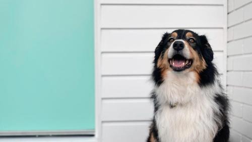 Pet Friendly Budget Twin Room