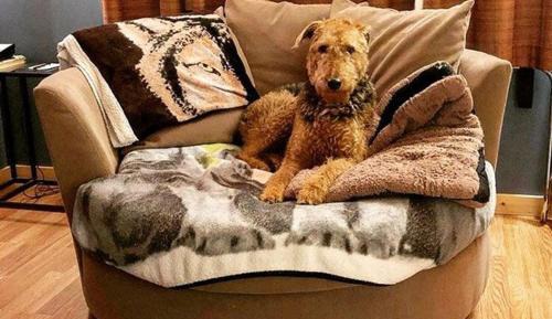 Pet Friendly Room # 2
